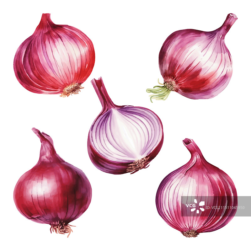 红洋葱水彩画图片素材