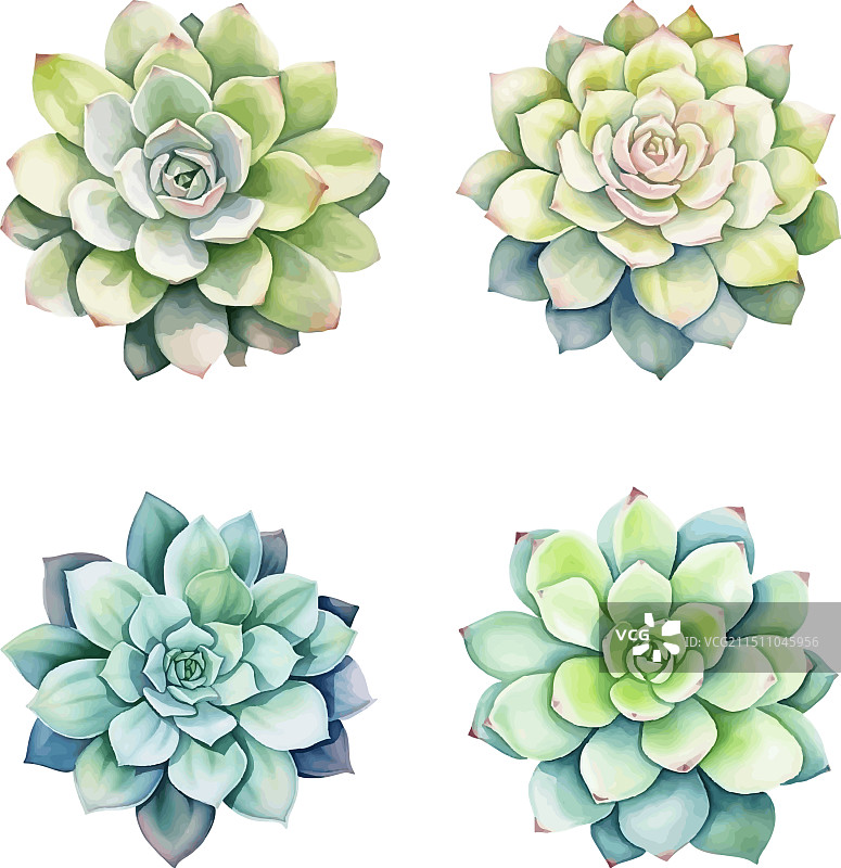 多肉植物水彩画图片素材