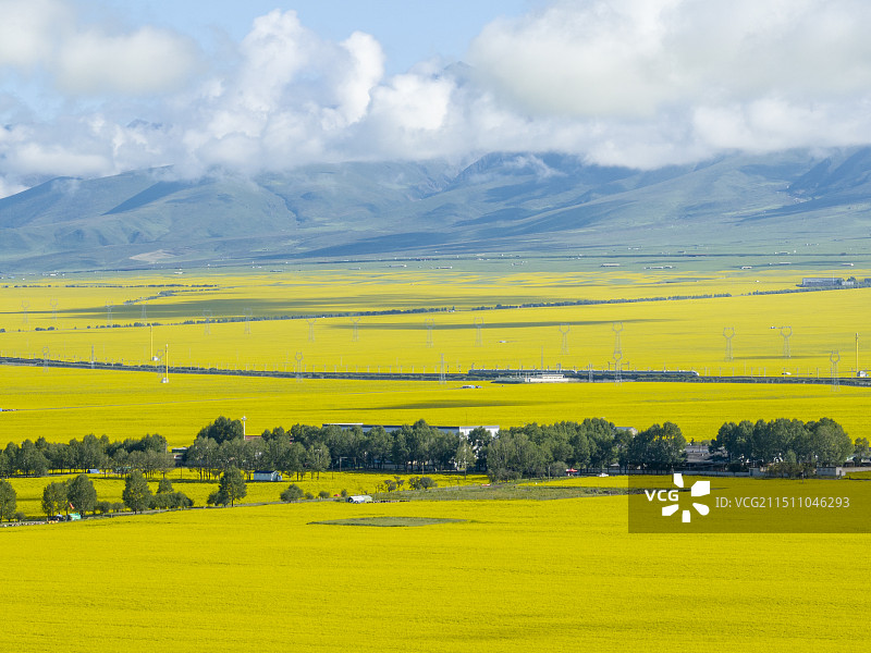 远眺高铁经过青海门源百里油菜花海景区图片素材