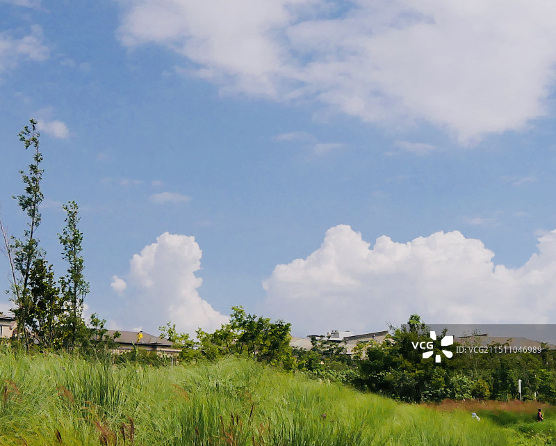 左边有片小森林图片素材