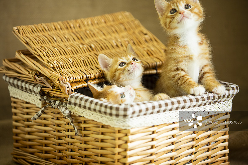 野餐篮子里的三只小橘猫图片素材