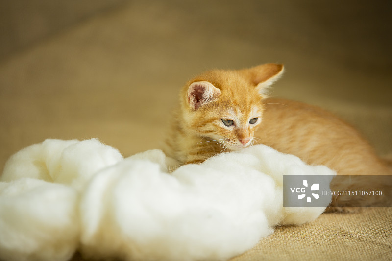 可爱的一只小猫和棉花图片素材