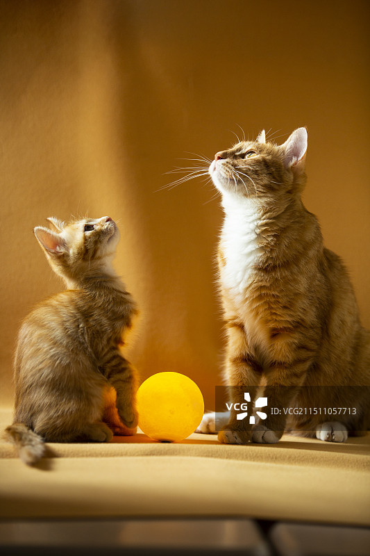 两只橘猫、月球灯和猫咪玩具仿真小老鼠图片素材