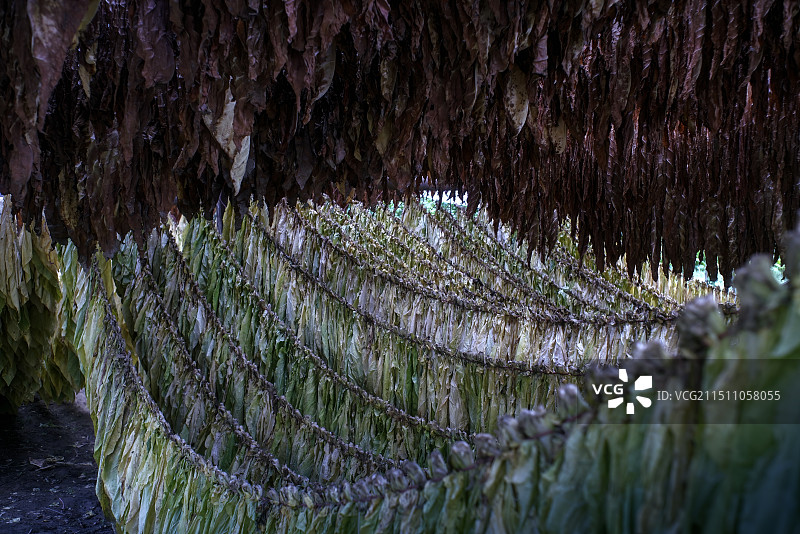 自然阳光下用传统工艺晾晒烟叶图片素材
