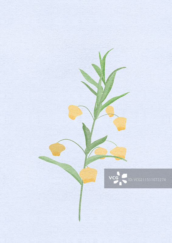 花朵宫灯百合图片素材