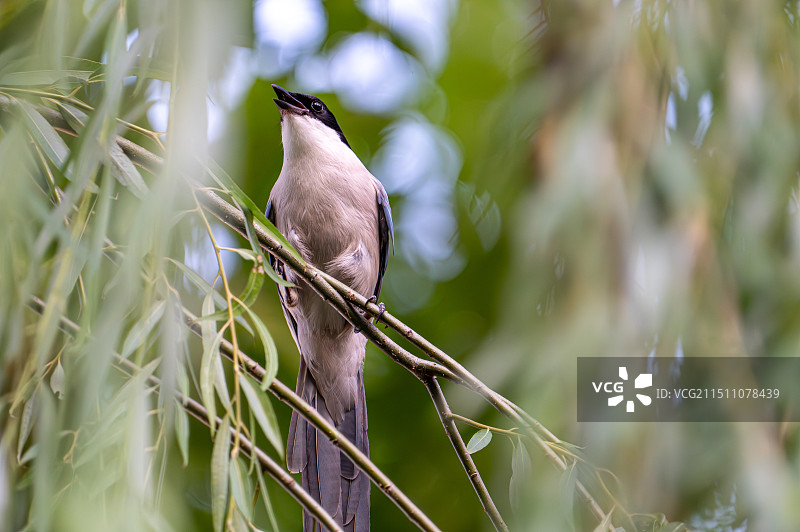 树枝上的画眉鸟图片素材