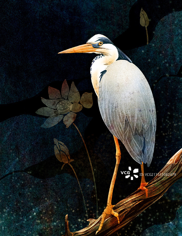 黑色背景的灰鹭图片素材