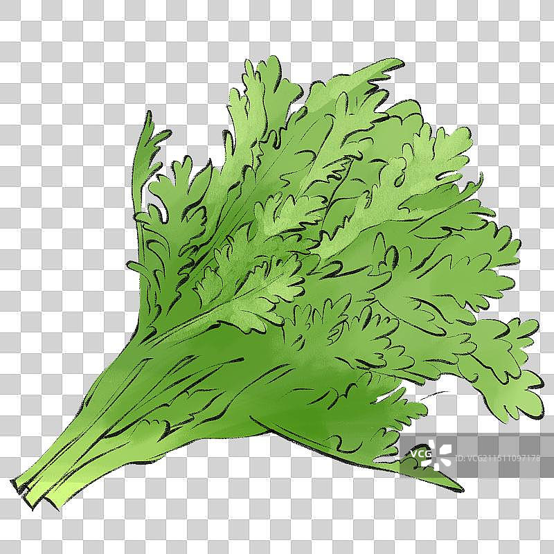 茼蒿-手绘蔬菜生鲜促销电商包装手绘插画元素图片素材