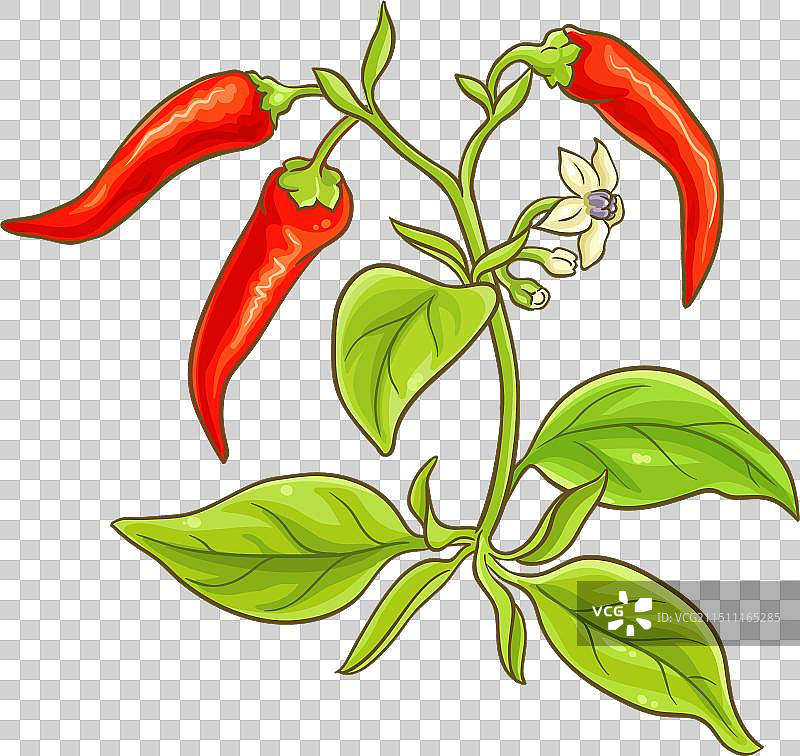 卡宴辣椒植物彩色细节图片素材