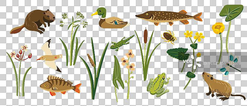 野生动植物绘画图片素材