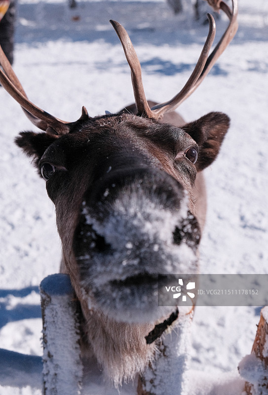 雪地上的鹿画像图片素材