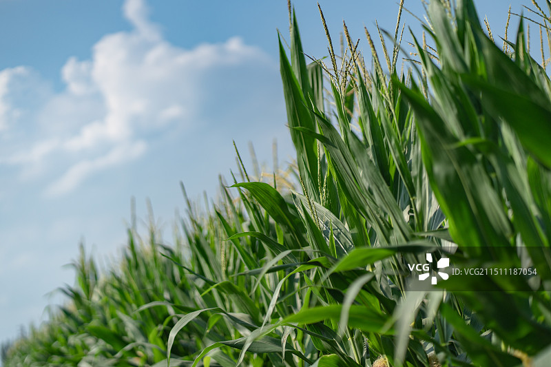 农田 生长的作物图片素材