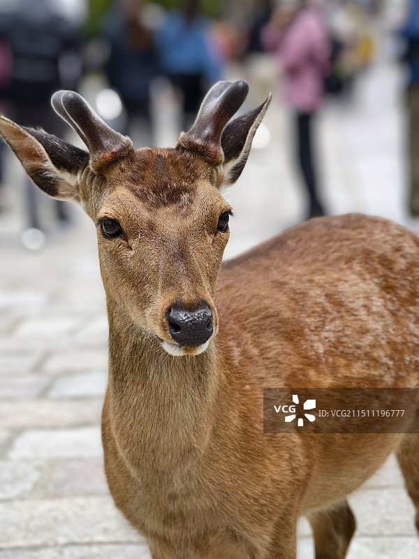 小鹿乱撞图片素材