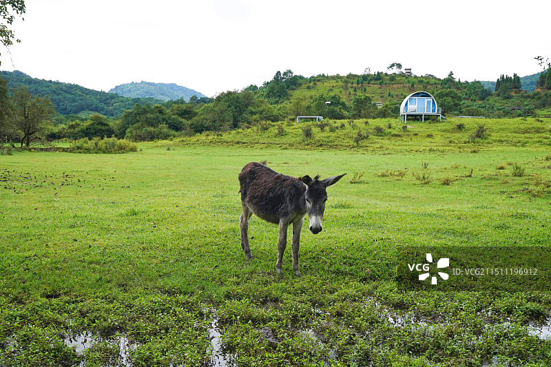 云南德宏盈江县诗蜜娃底 (黄草坝)图片素材