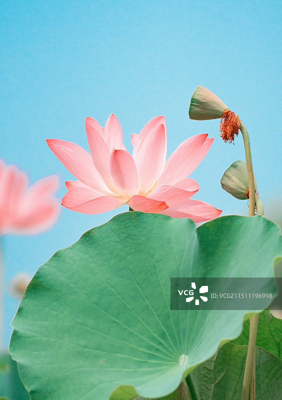 夏日荷花图片素材