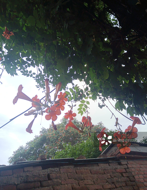 老家枝头花开图片素材