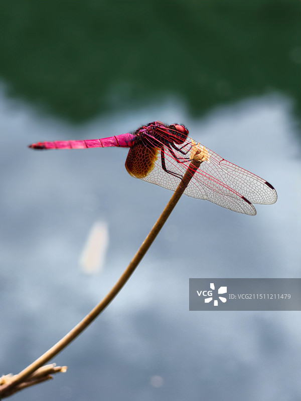 飘逸的红蜻蜓图片素材