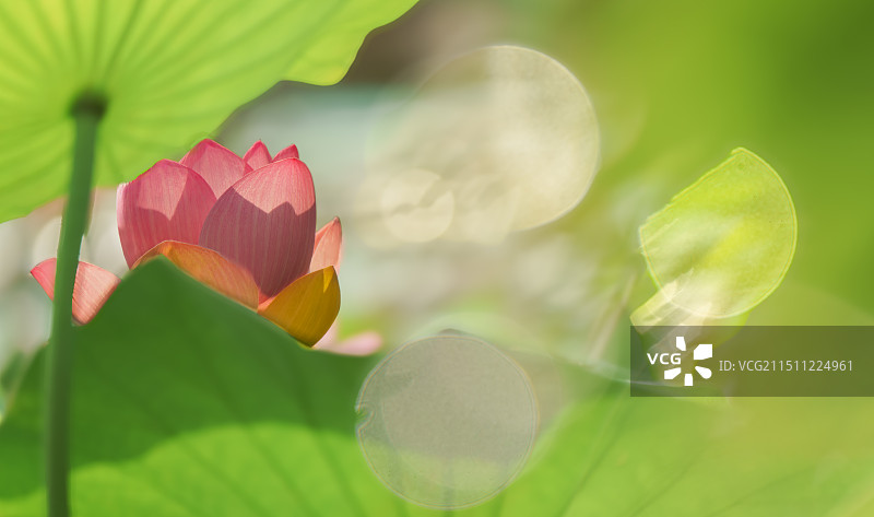 月宫赏荷图片素材