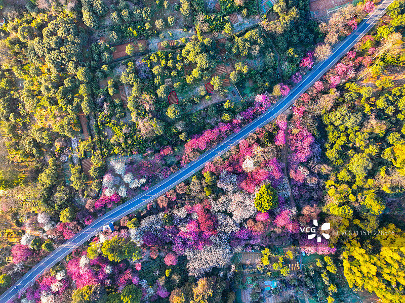 临平超山梅花图片素材