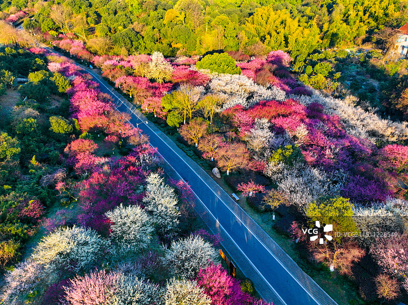 临平超山梅花图片素材