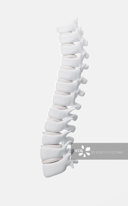 人类脊椎脊柱模型3D渲染图片素材