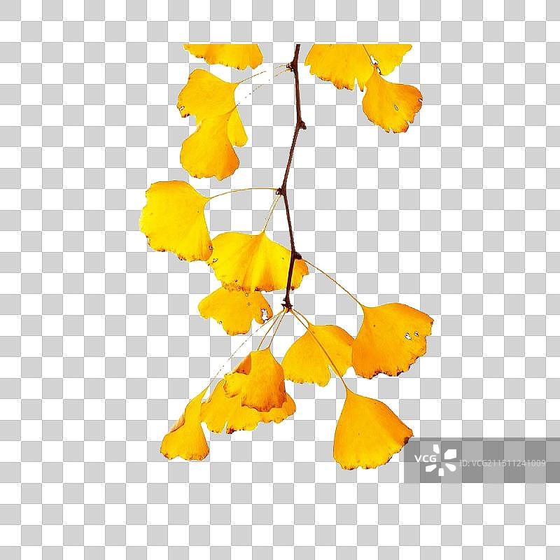 二十四节气 金色的银杏叶插画元素图片素材