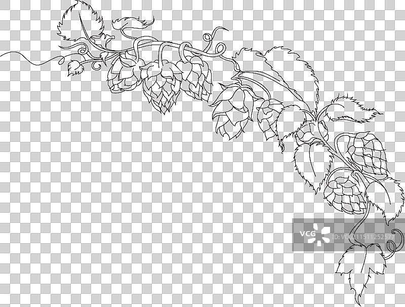 啤酒花图片素材