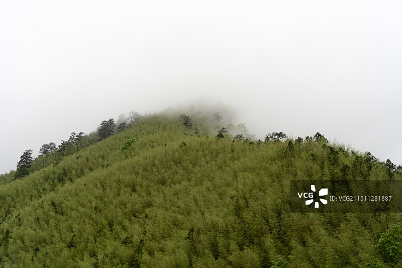 武夷山桐木关迷雾森林图片素材