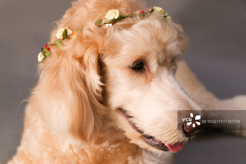 香槟色贵宾犬图片素材