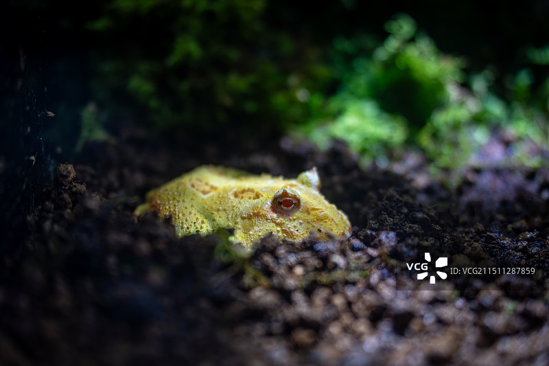 钟角蛙图片素材