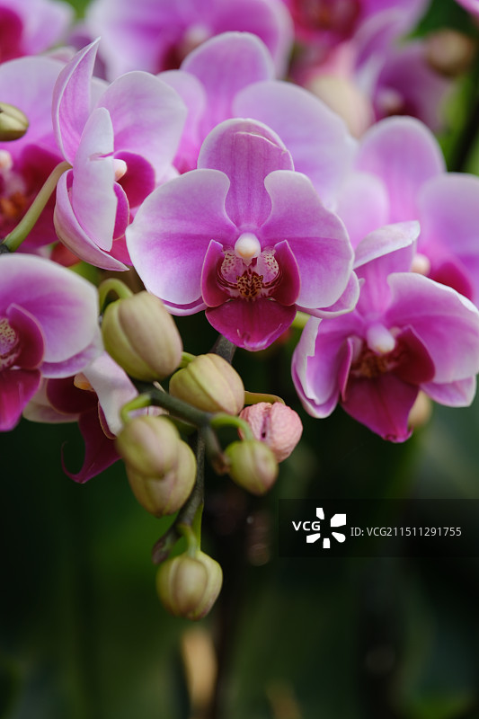 三亚亚龙湾热带天堂森林公园盛开的蝴蝶兰特写图片素材