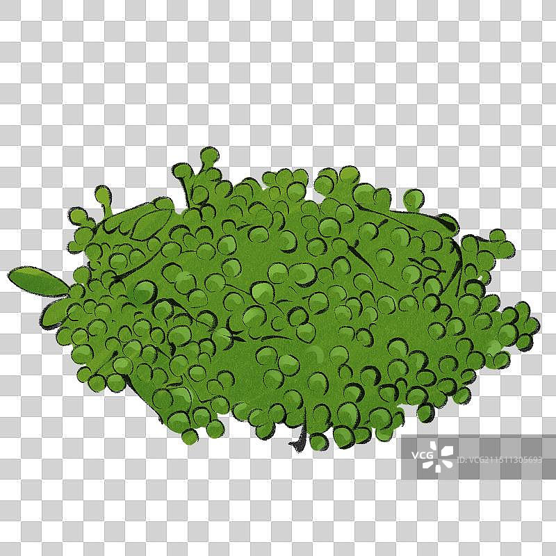 花椒，青花椒-手绘蔬菜生鲜促销电商包装手绘插画元素图片素材