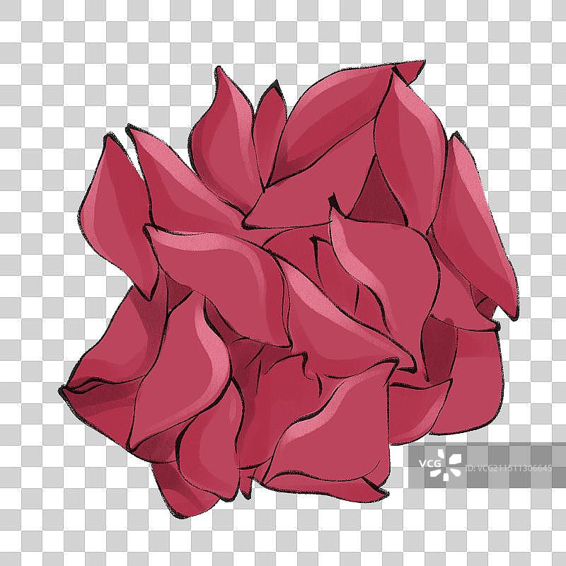 菱角-手绘蔬菜生鲜促销电商包装手绘插画元素图片素材