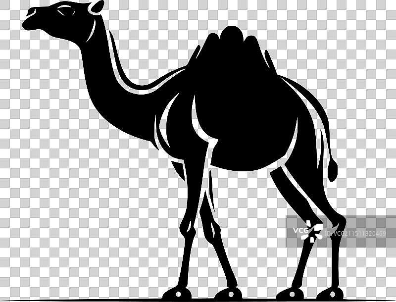 黑色和白色骆驼图片素材