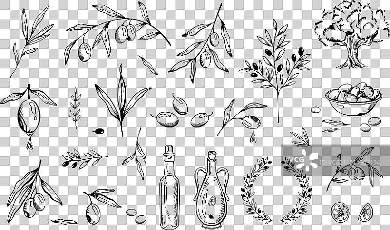 手绘橄榄素描树枝叶子和油图片素材