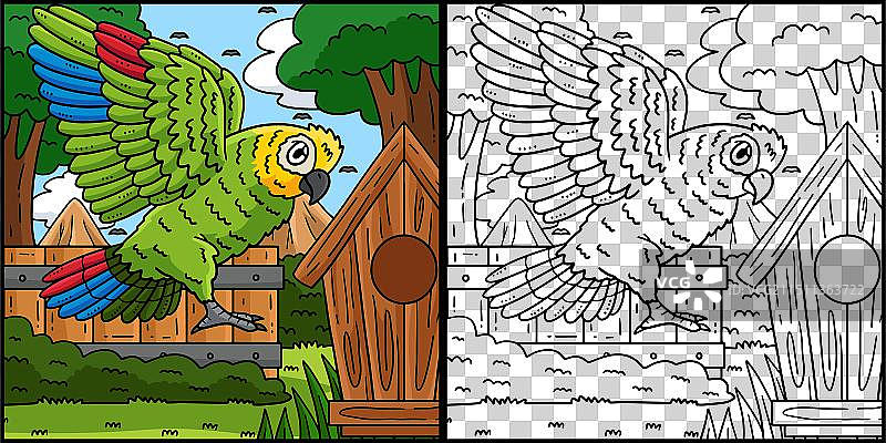 亚马逊鹦鹉鸟类涂色页图片素材