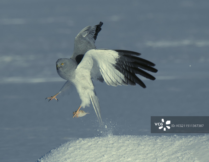 白尾鹞图片素材
