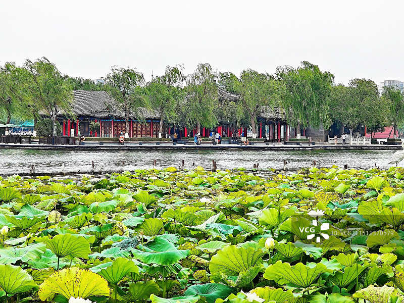 约在荷花池畔图片素材