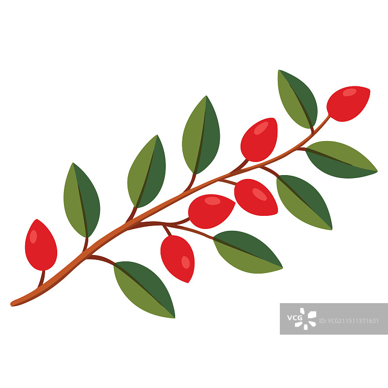 白色背景上的伏牛花果实图片素材