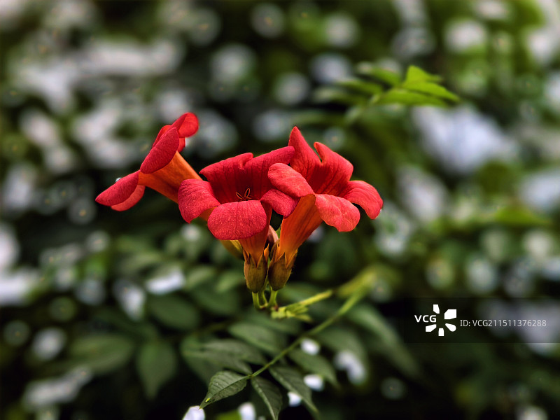 凌霄花图片素材