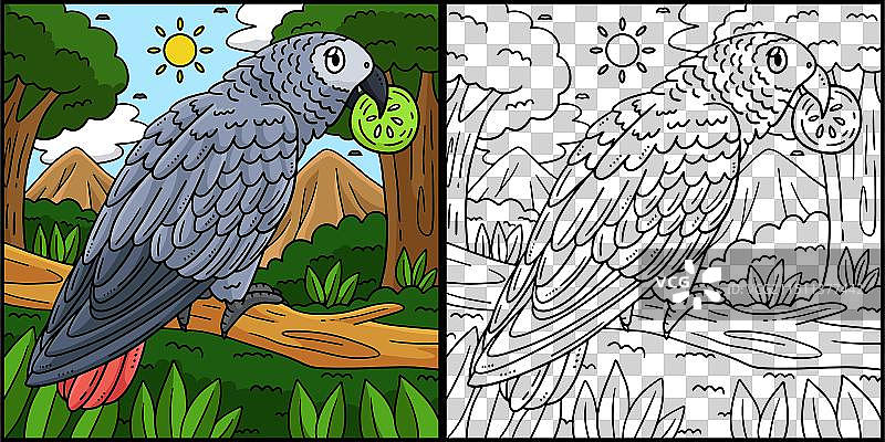 非洲灰鹦鹉鸟类填色图片素材