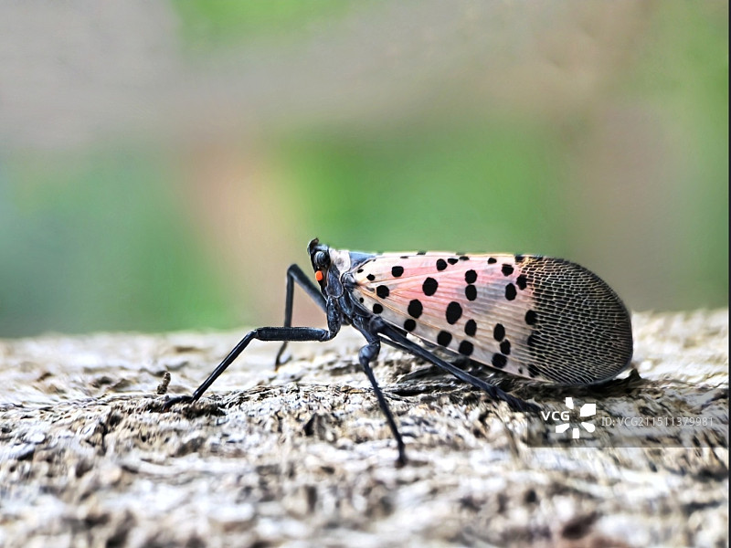 树木上斑衣蜡蝉特写镜头图片素材