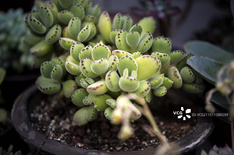 小汤山现代农业示范园区图片素材