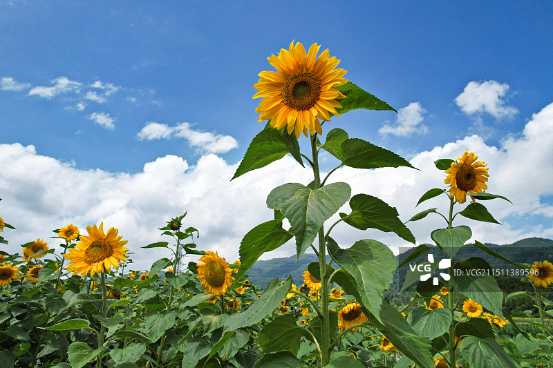 云南腾冲 向日葵花田图片素材