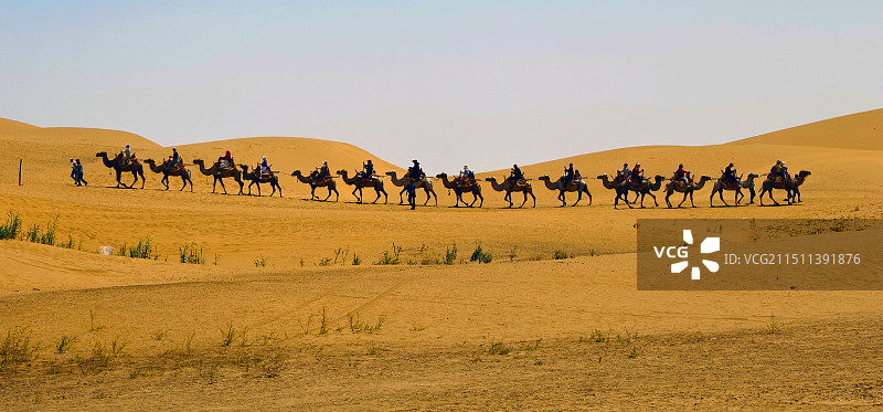 沙漠中的骆驼图片素材