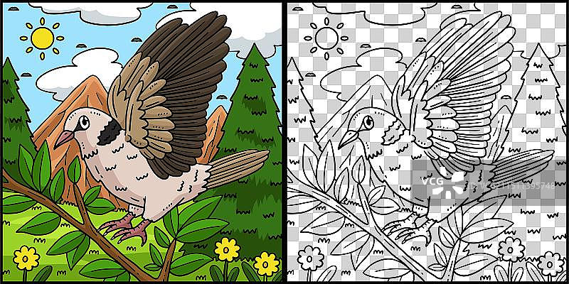 斑鸠鸟类涂色页图片素材