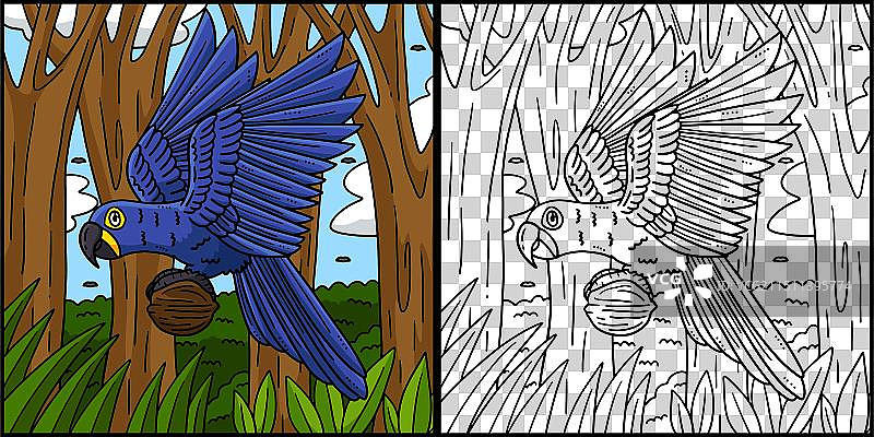 风信子金刚鹦鹉鸟类填色页图片素材