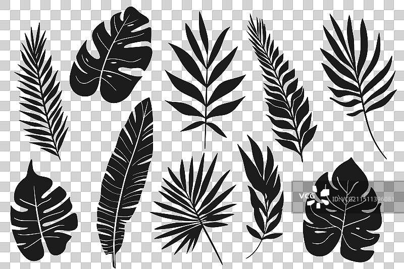 热带树叶剪影丛林素材图片素材