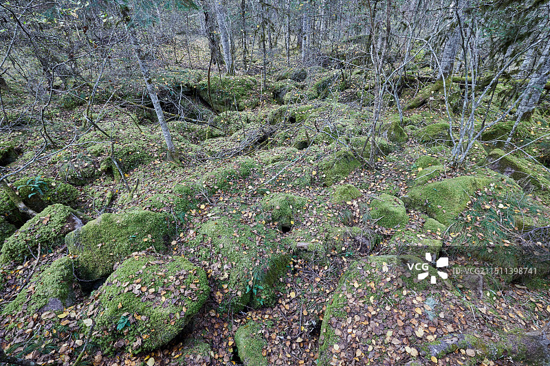 黑龙江伊春汤旺河林海奇石风景区小兴安岭的苔藓图片素材