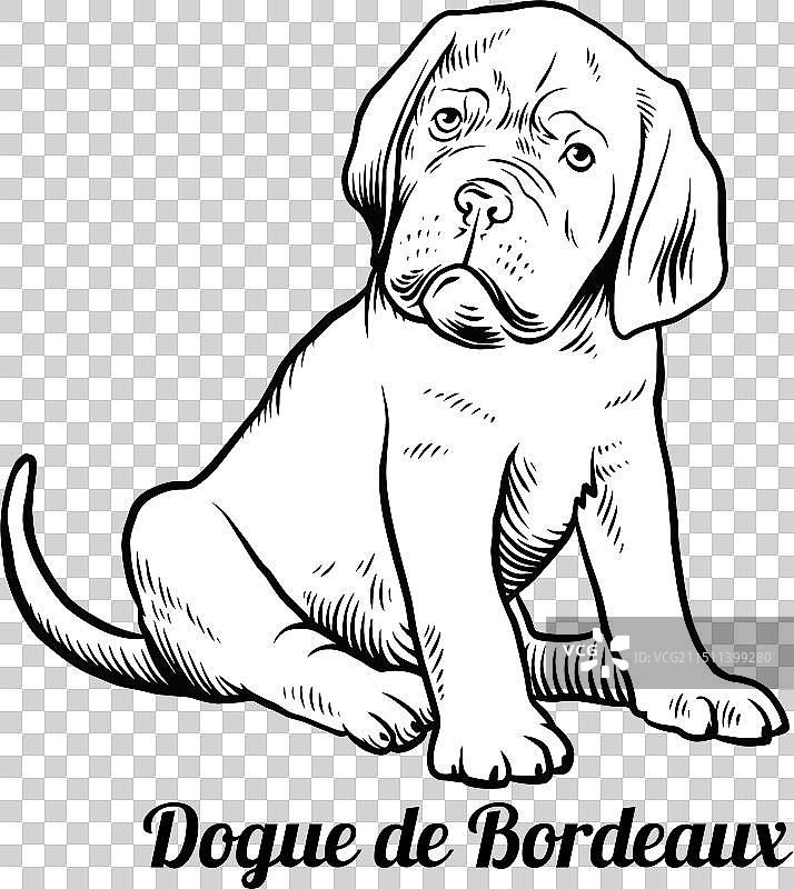 波尔多犬幼犬 - 有趣的犬种图片素材